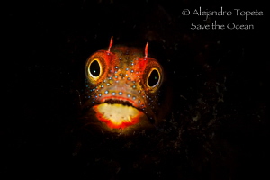 Hiden Blenny, Acapulco México by Alejandro Topete 